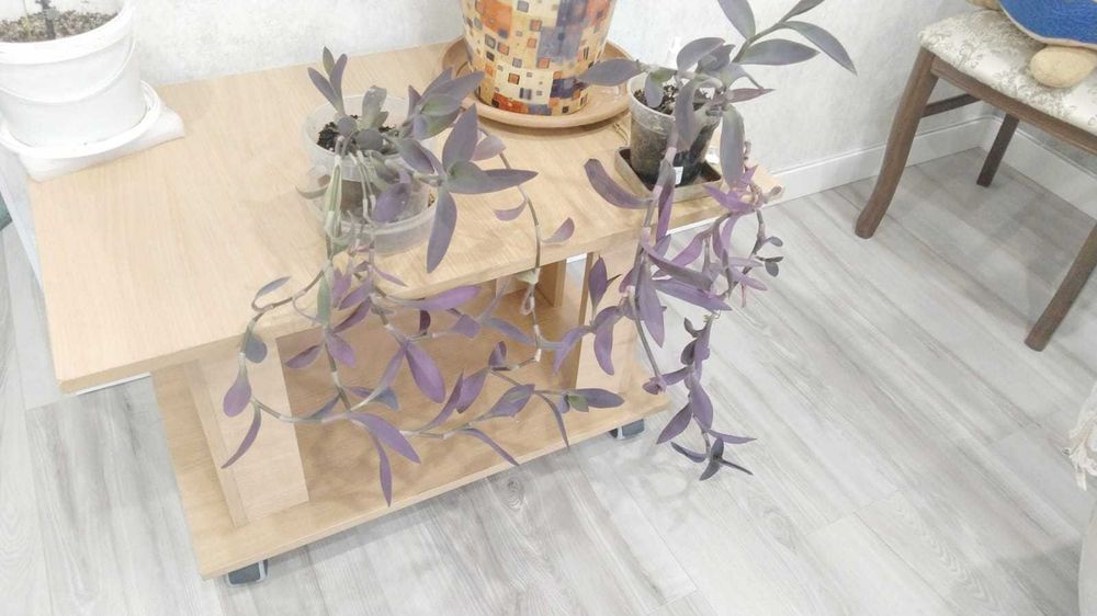 Продам комнатные цветы