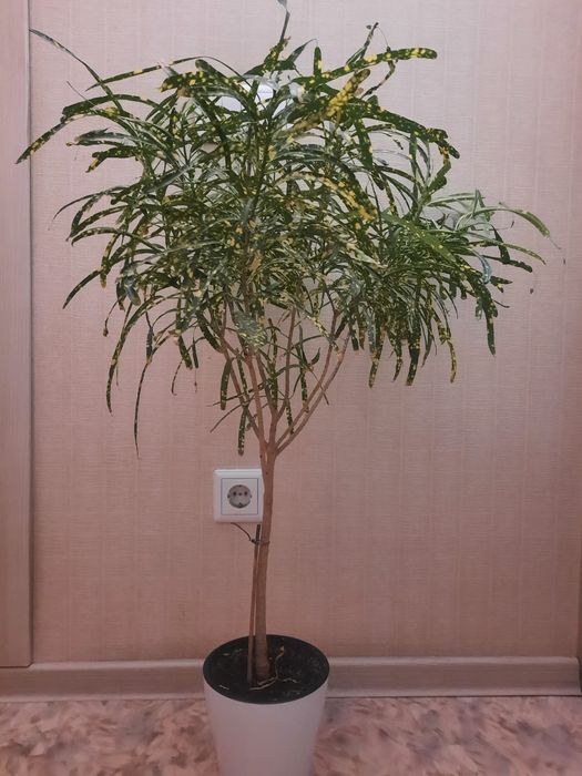 Продам цветок  "Кротон"