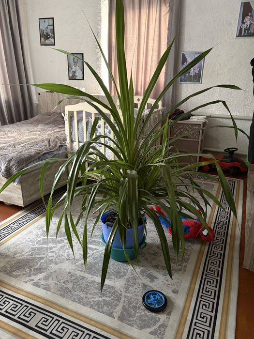 Растение панданус