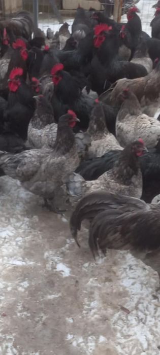 Găini și cocoș Austrolop de vânzare