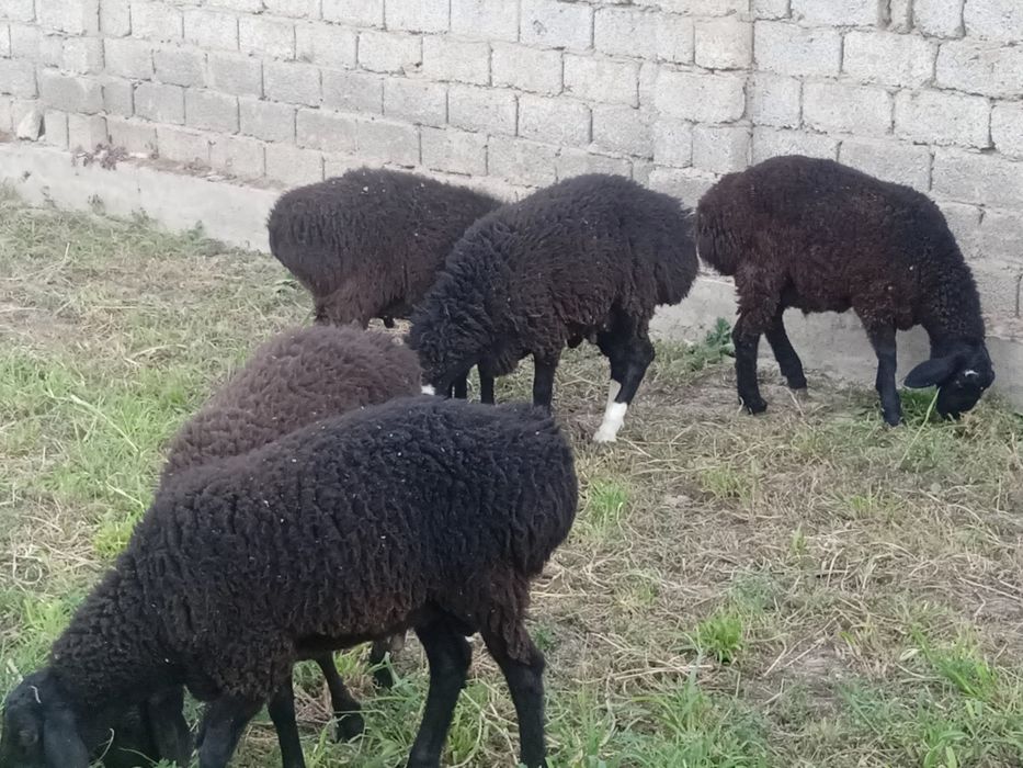 Кучкорлар . услуга мясника