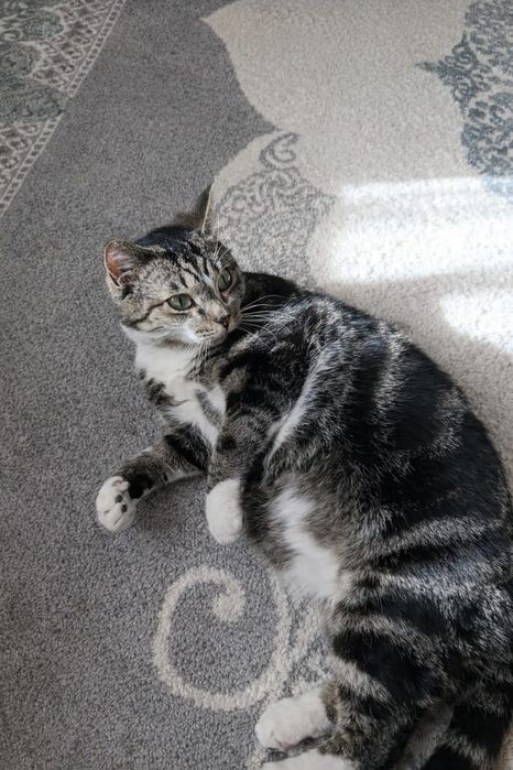 Кот Себастьян,красавец!