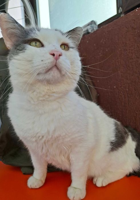 Adoptie motan alb castrat Martafoi, pt curte, se aduce in tara