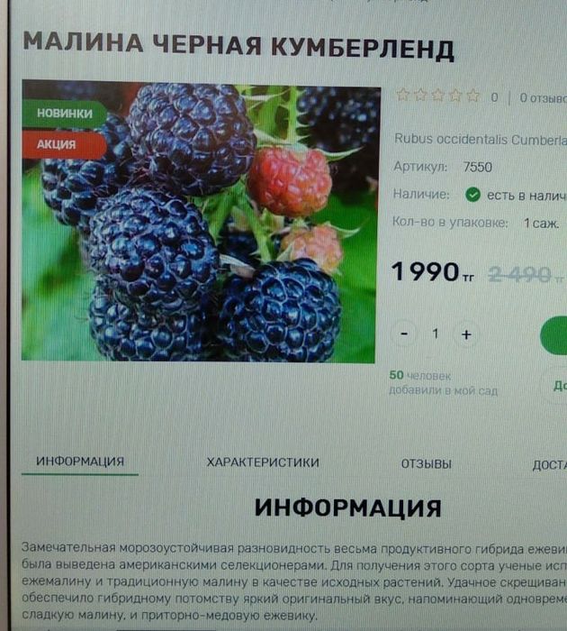 Малиновые саженцы сорта Кумберленд