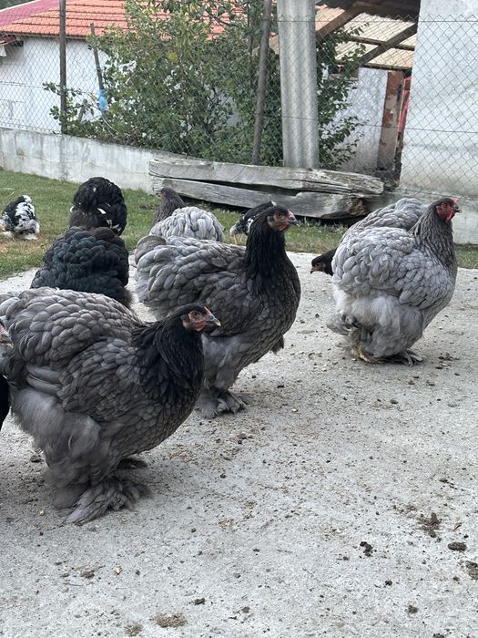 Pui si puice cochinchia urias albastru si bobat