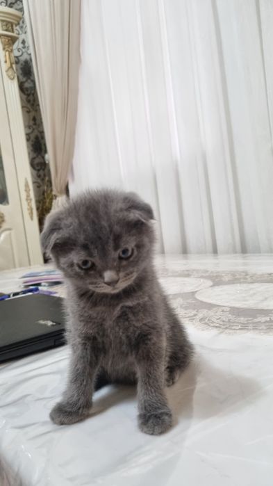 скотиш фолд 2та угил