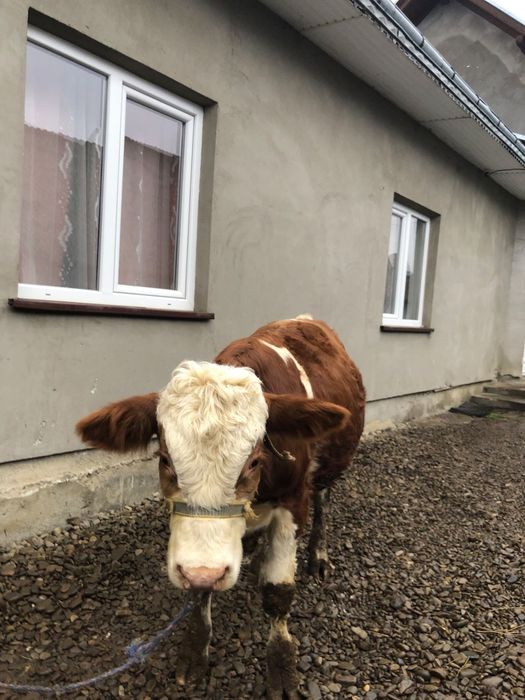 Vând un taur de 6 luni