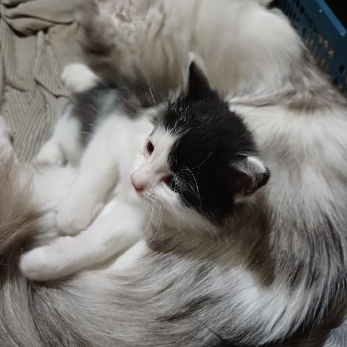 Отдам котят в хорошие руки