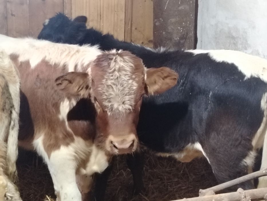 Tauri și vitea 200-220 kg