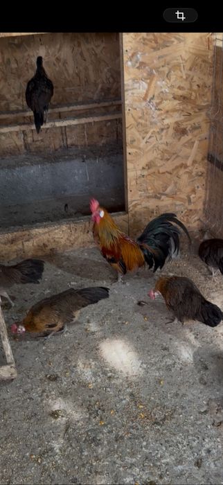 Vând familie de găini rasă Phoenix, formată din 1 cocoș și 2 găini, vârstă 6-12 luni, vaccinate, crescute la sol