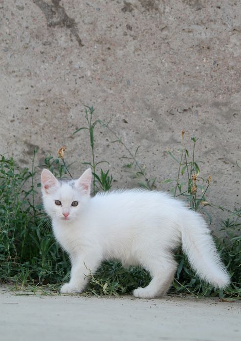 Белый котенок бесплатно