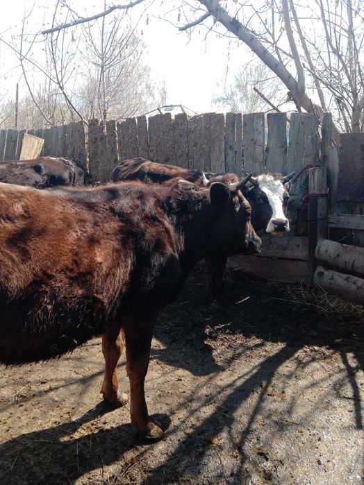 Продам первотелок.. 3 головы