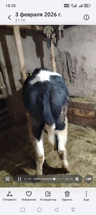 Пародали гунажин сотилади