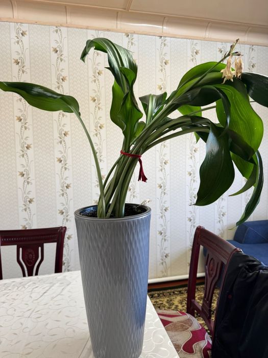 комнатные гүлдер сатылады