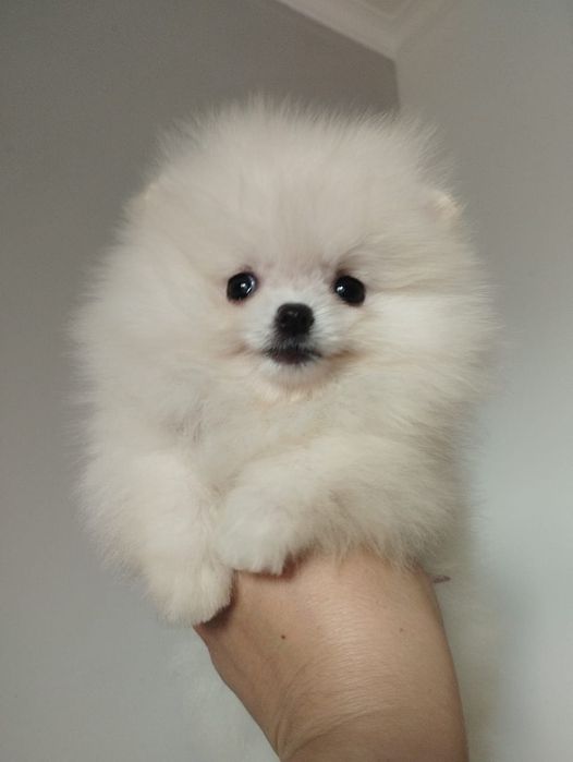 Шпицы кремовые девочки и мальчики