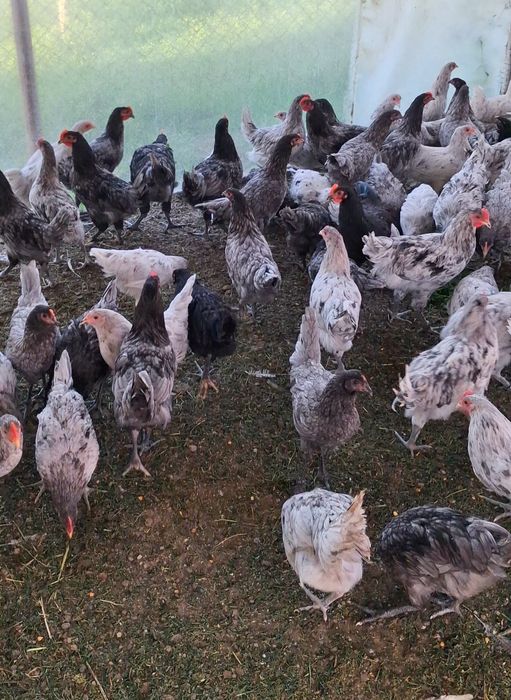 Cocosei Australorp