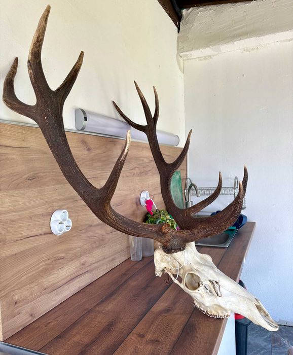 Рога на благороден елен - трофей