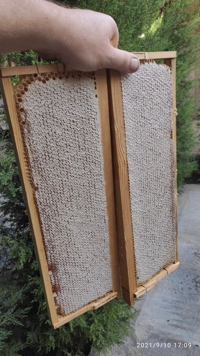 Сотовый мёд. Мёд в сотах. Асал.