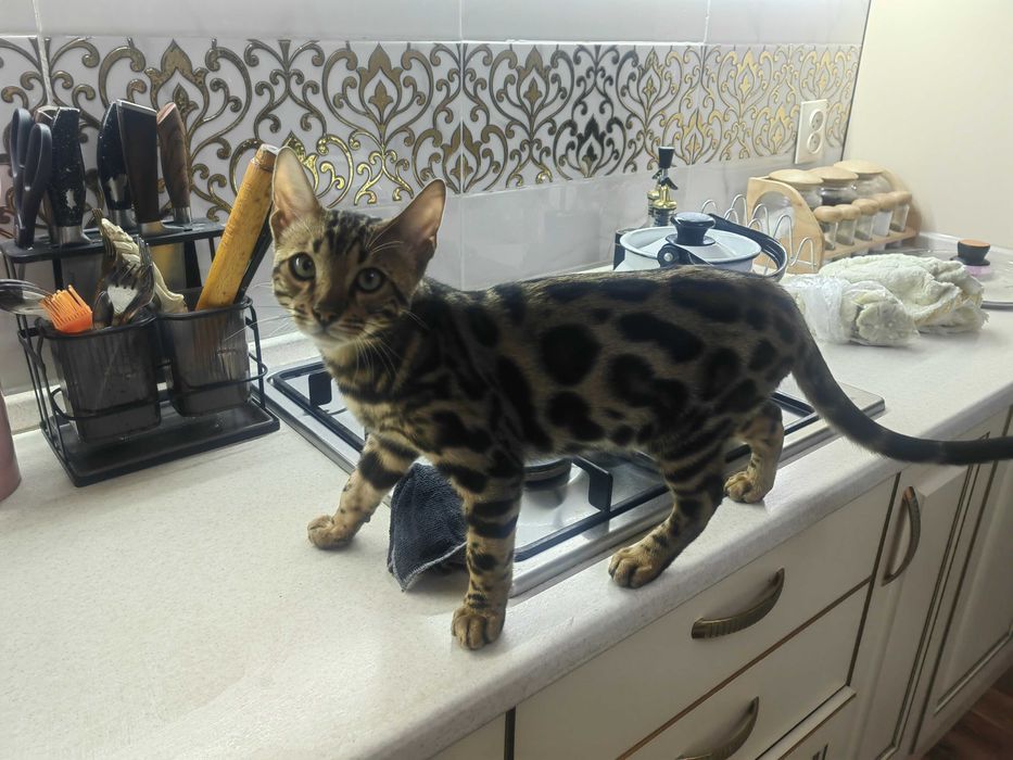 Бенгальский кот чистый