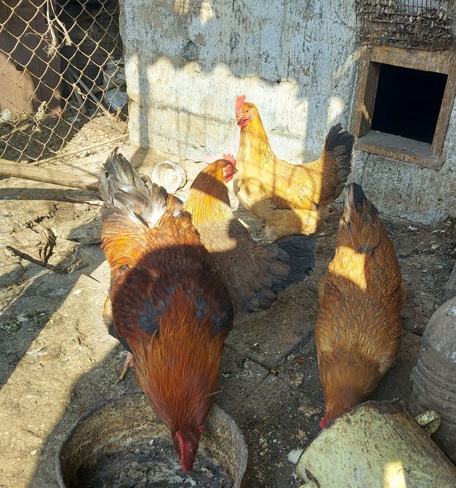 Кучинский юбилейный семейка