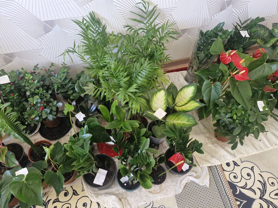 Уй гұлдері арзан