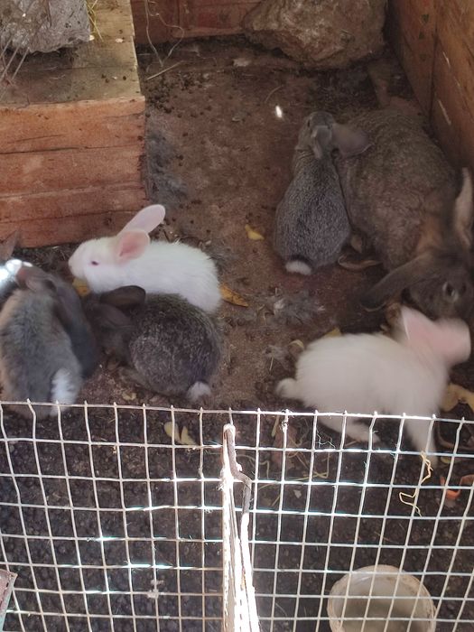 Кролики 2 месяц 2500 т