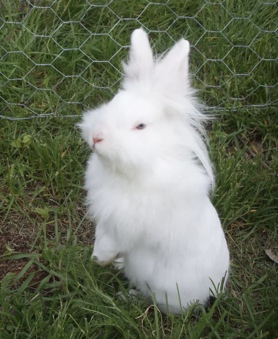 Декоративный кролик