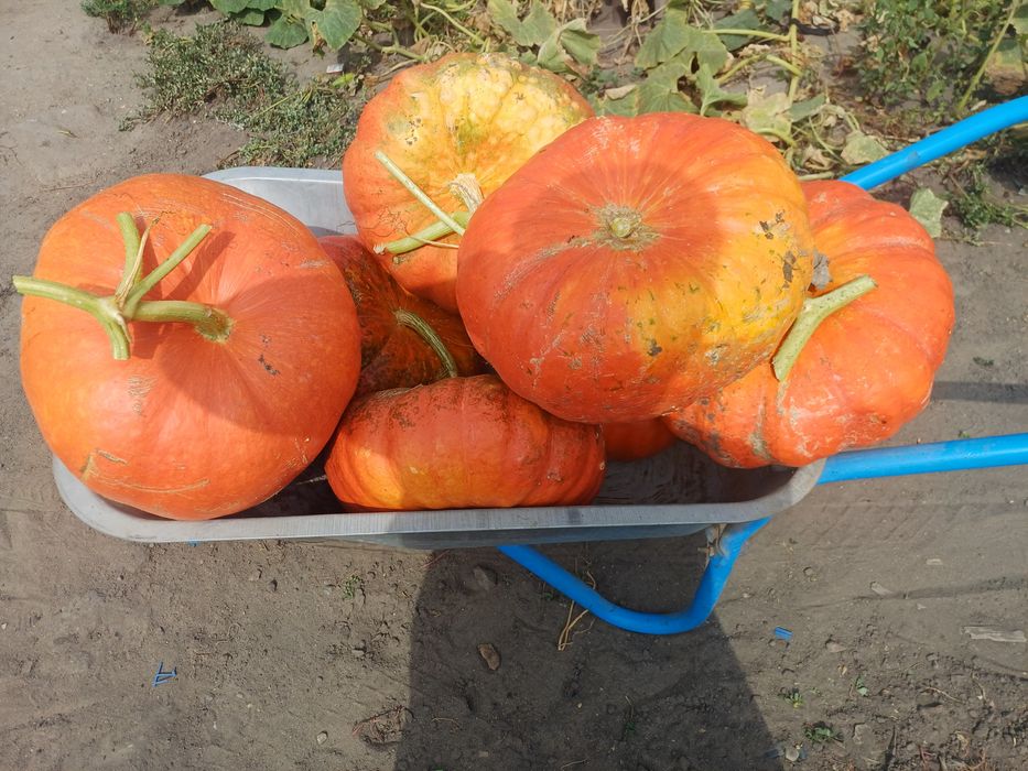Dovleci de vanzare