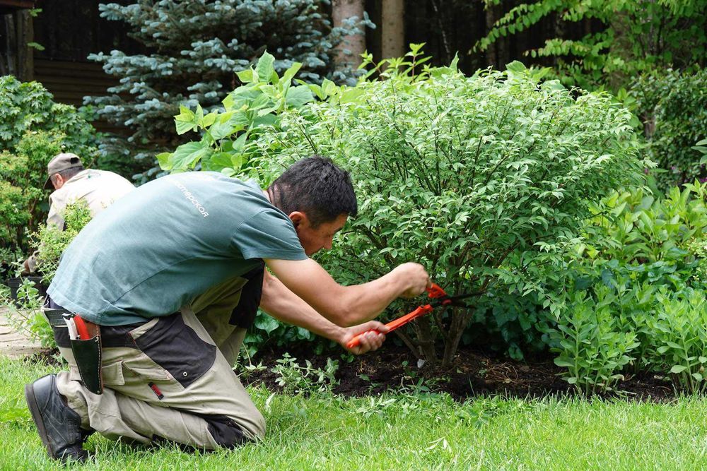 Богбон Садовник обрезка деревьев уборка сада уборка территорий .