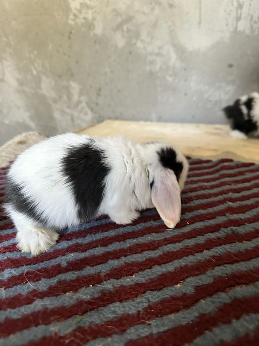 Karlik quyonlar toza zotlar