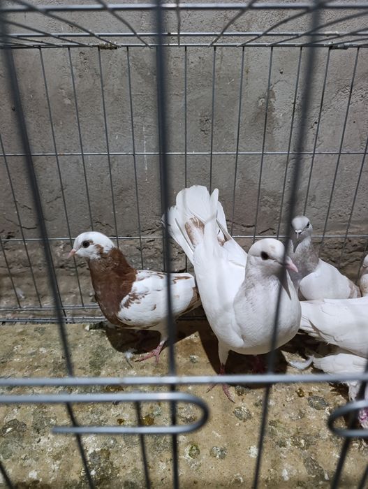 Голубей гребля тяга