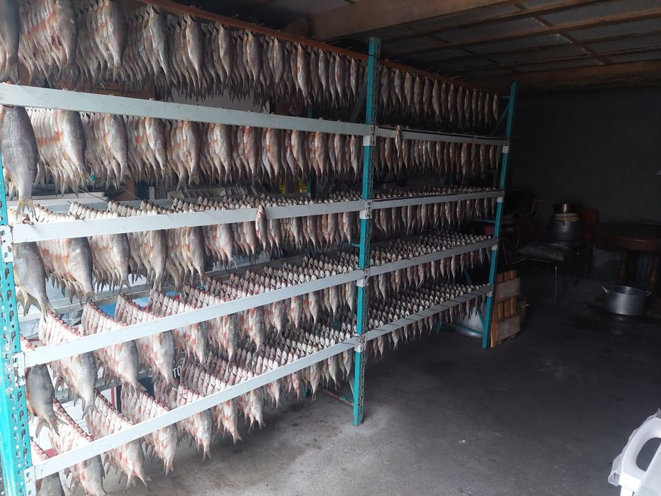 Вяленый Рыбец от 500т до 1200т