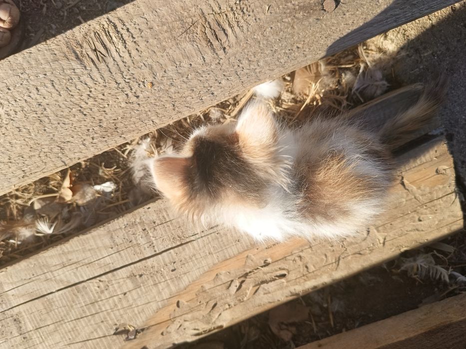 отдам кошек и котят срочно