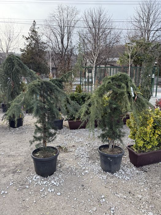 Plante ornamentale