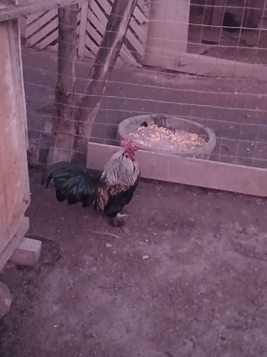 De vanzare cocosi pitic