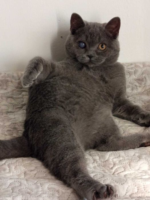 Шотландче страйт момченце