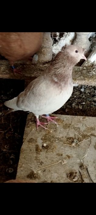 бакинские голоногие белые голуби