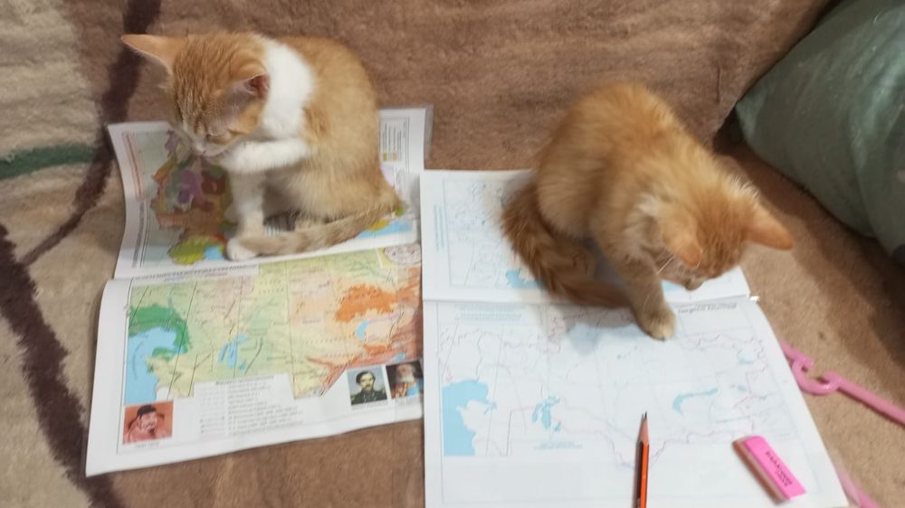 Отдам котят, девочки, рыжие