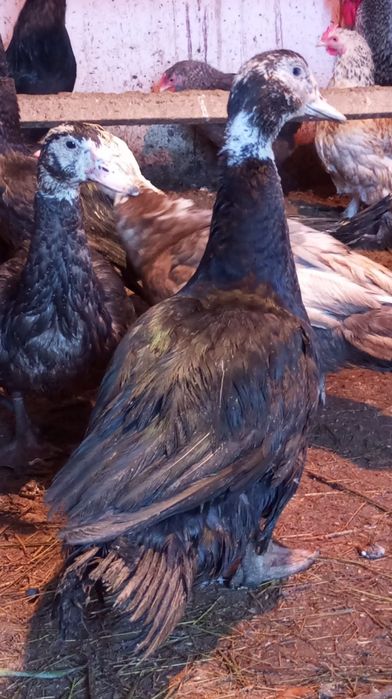 Продам индоуток.