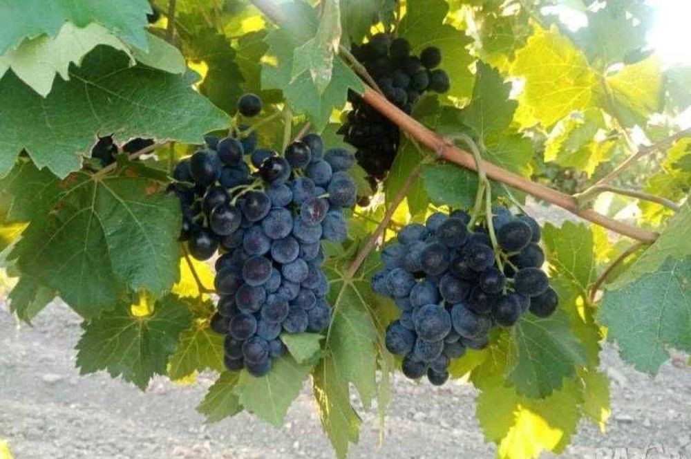 Грозде от производител Сливенския регион