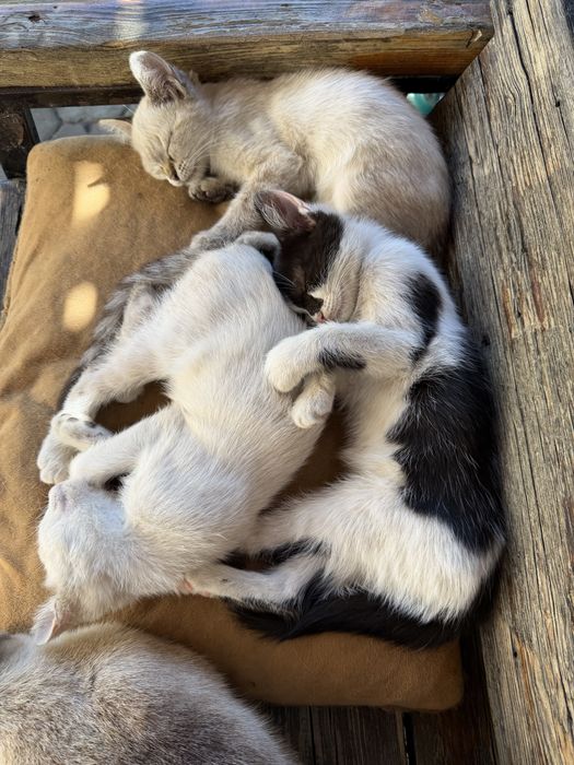 Котята, родились на пасху