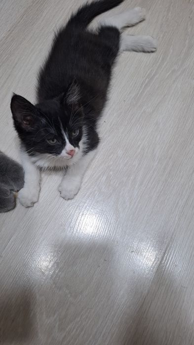 Отдам двухмесячного котёнка заботливым людям