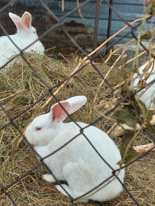 Кролихи покрытые. Находимся в ДСР