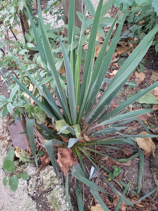 Plante decorative de gradina