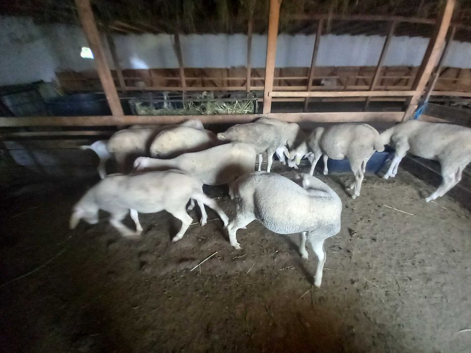 Miei lacaune de vânzare