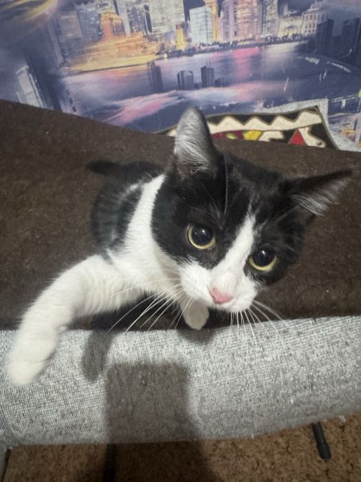 Отдам котенка в хорошие руки