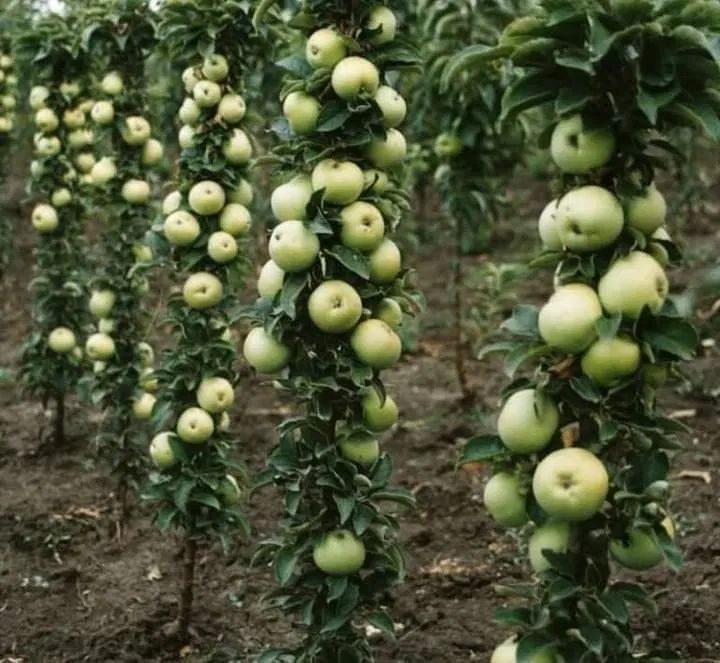 Pomi columnari anul 4/ pe rod