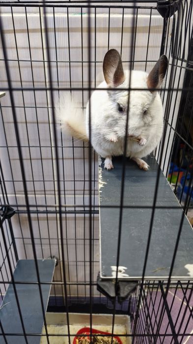 Chinchila , sinsila, vând