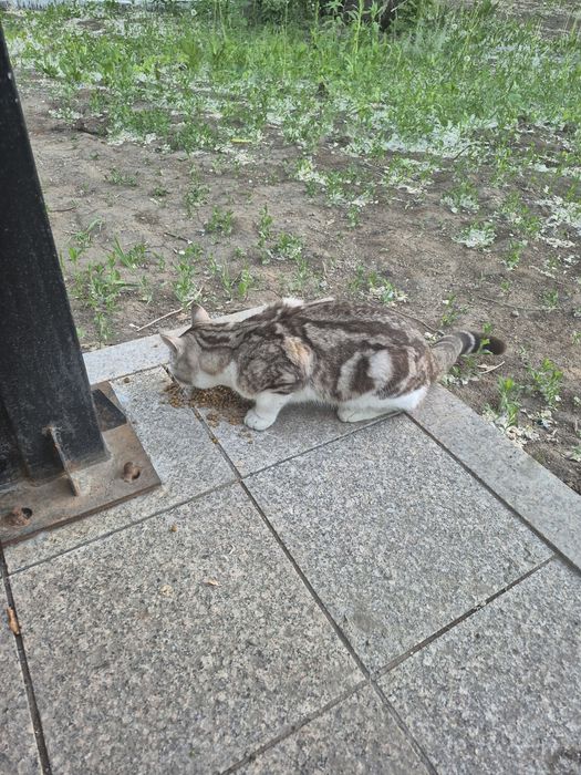 Кто потерял кота?Ходит ищет хозяев