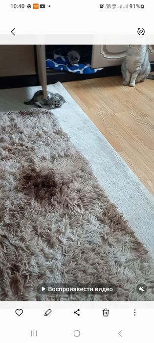 Отдам котят бесплатно